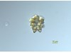 Photo of Corymbellus aureus